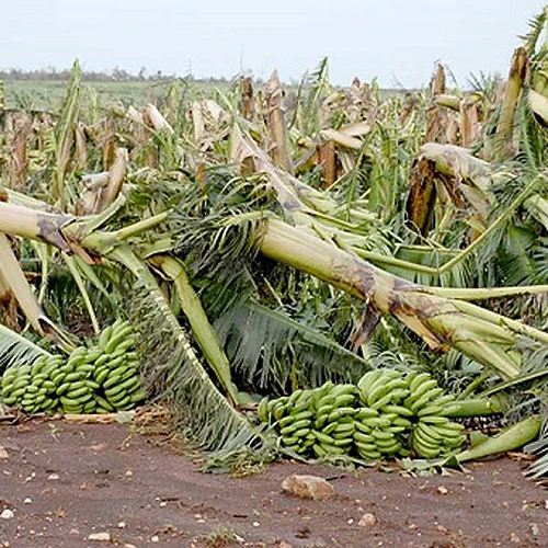 Banana Loss
