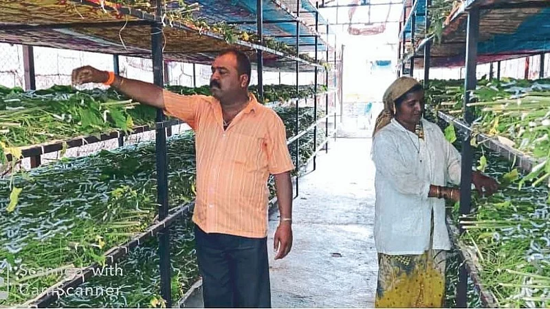 silk production