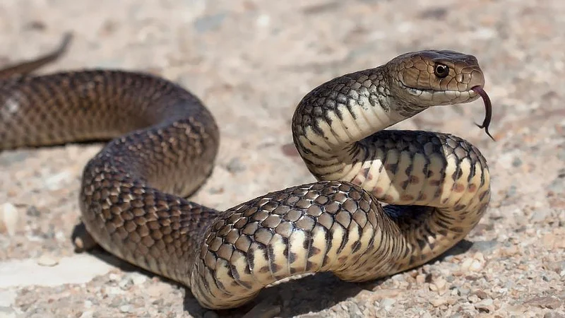 Snake