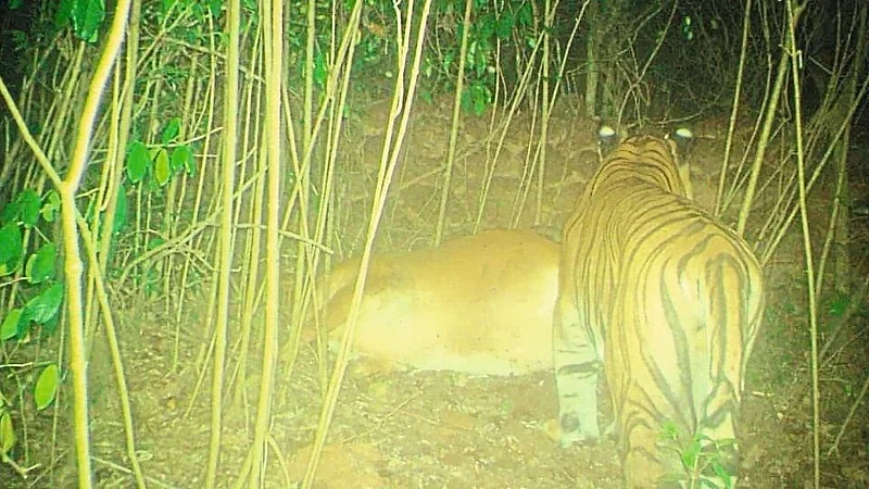 सह्याद्रीच्या रांगांमध्ये वाघाची डरकाळी; ट्रॅप कॅमेऱ्यामध्ये वाघाची शिकार क्लिक