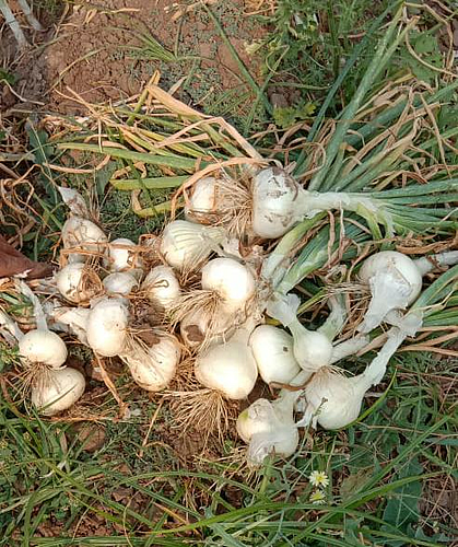 onion