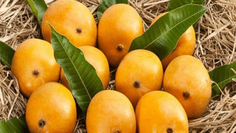पुणे, मुंबईत हापूस म्हणून कर्नाटकी आंबा विकणाऱ्यांवर होणार कारवाई