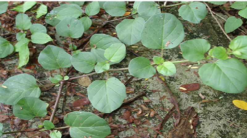 punarnava