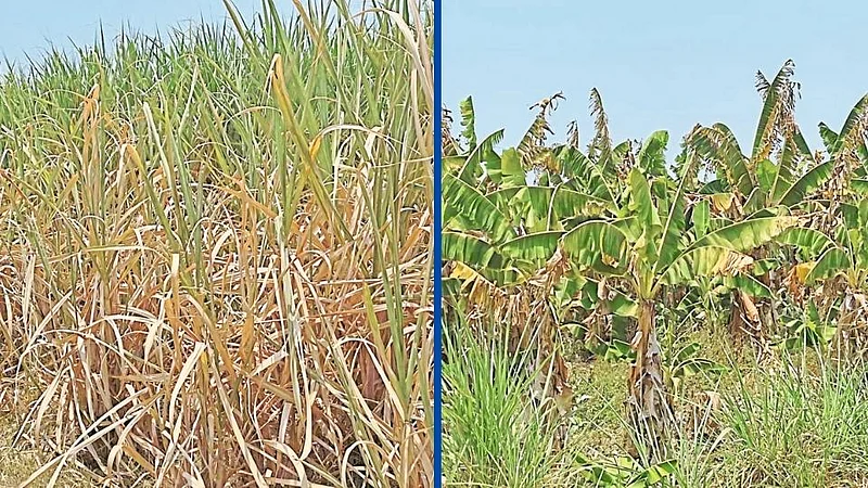 Crops