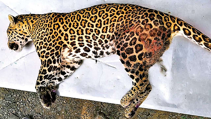 वाघाची दहशत काही संपेना : हल्ल्यात देघांचा मृत्यू तर एका घटनेत बिबट ठार
