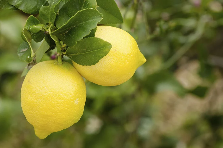 Lemon