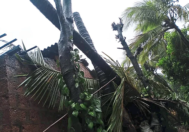 रत्नागिरीत झाडांचे झालेले नुकसान