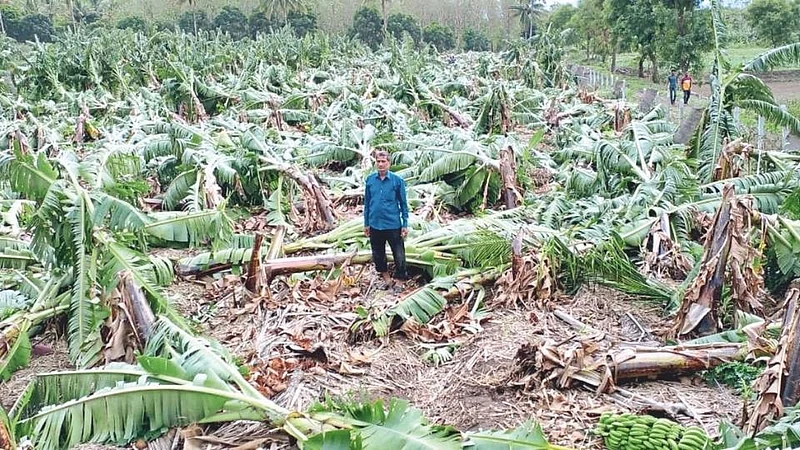 Banana Orchard