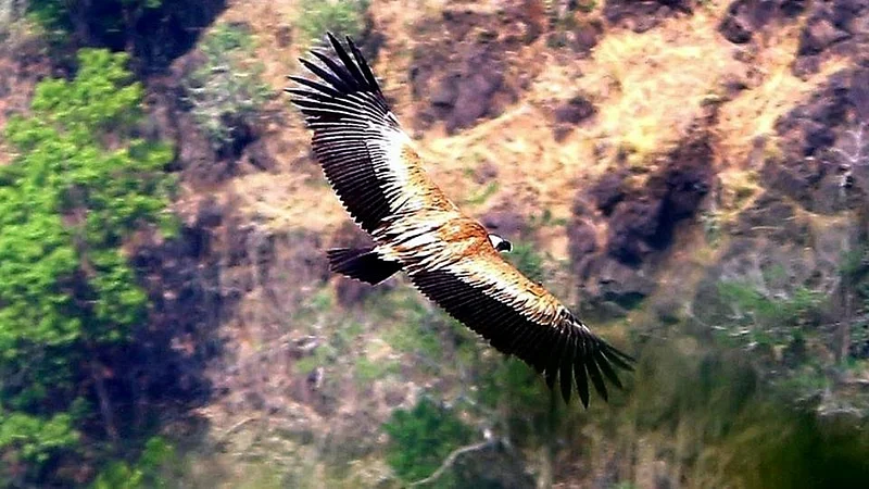 griffon vulture