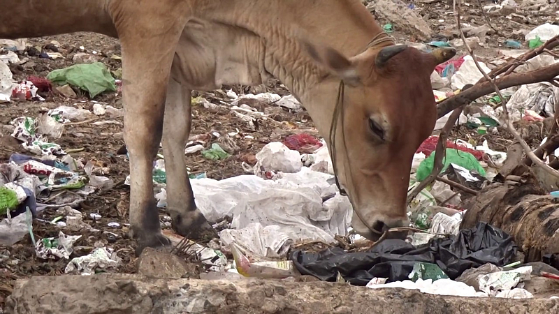 मोकाट गायींसाठी प्लास्टिक ठरतेय कर्दनकाळ