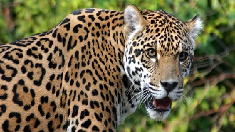 bibtya (leopard)