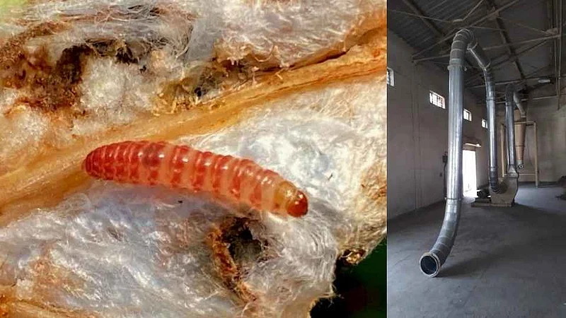 Worm