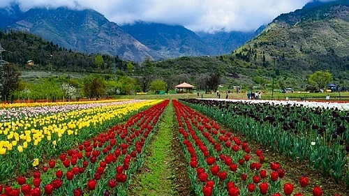 kashmir - tulip