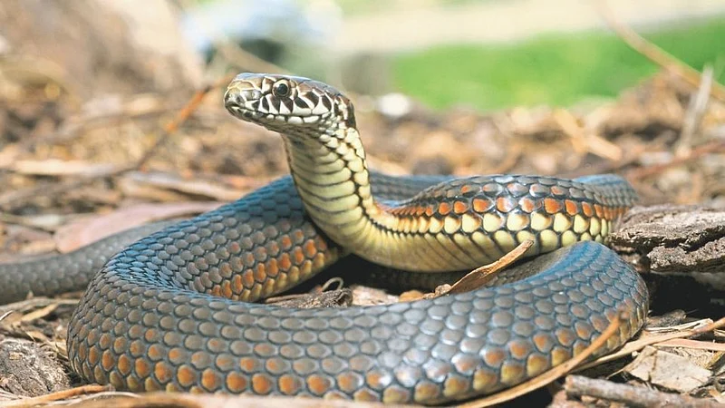 Snake