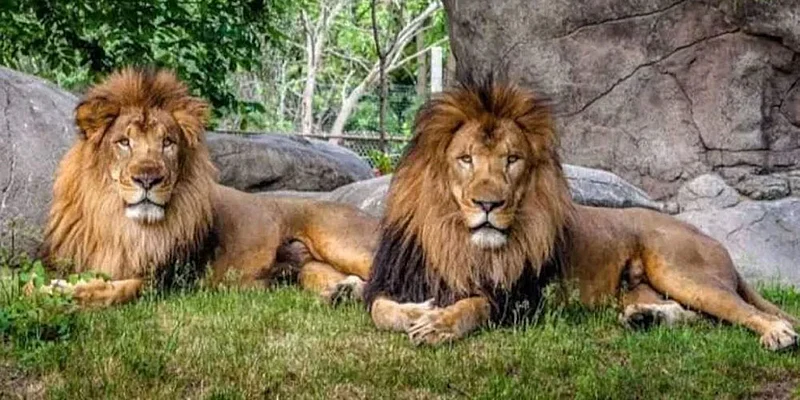 Lion
