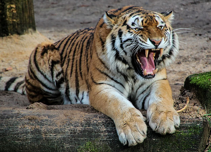 tiger