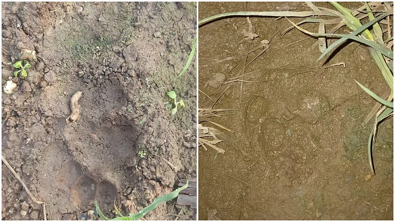 दौंड : उंडवडी-सौंदडवाडी परिसरात बिबट्याचे आढळून आलेले ठसे.