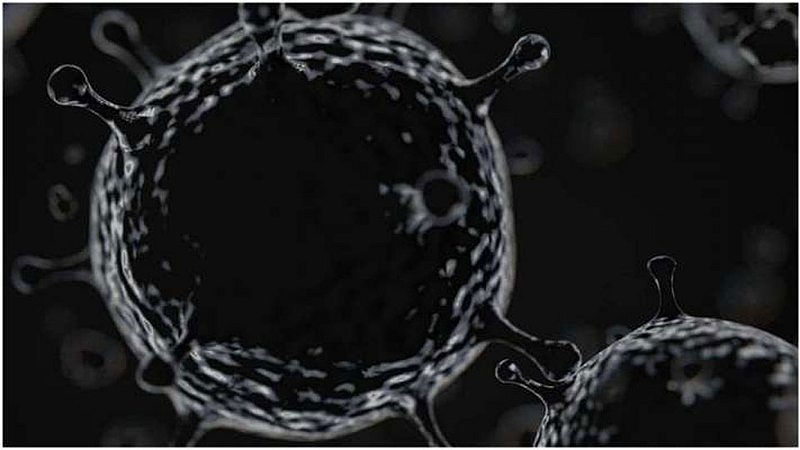 Black Fungus