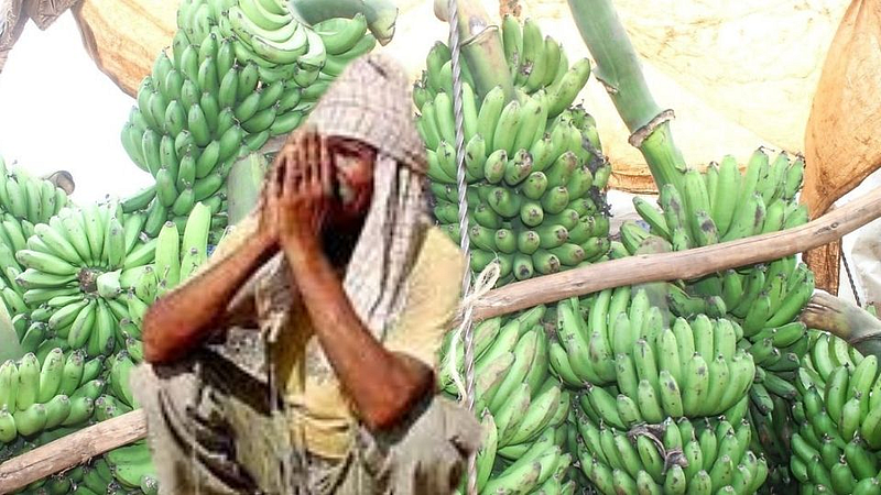 low price of banana