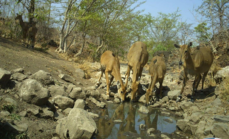 Wild Animals News