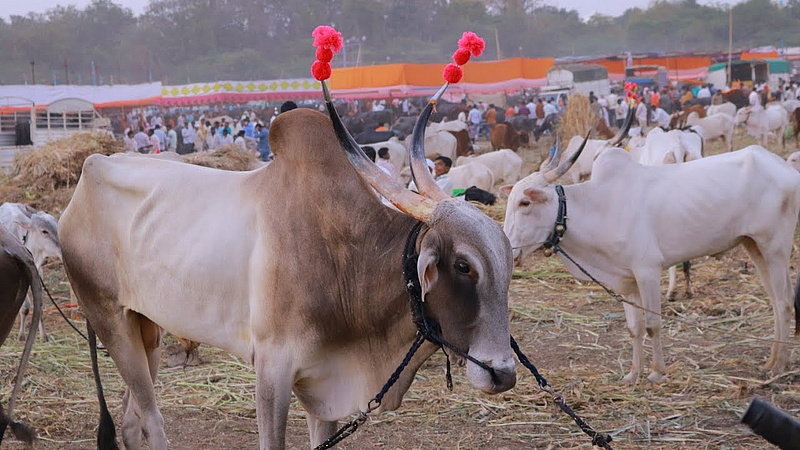 solapur