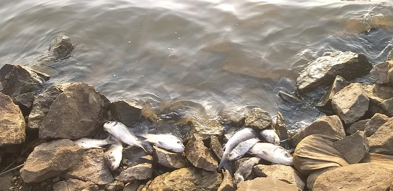 Thousands of fish died