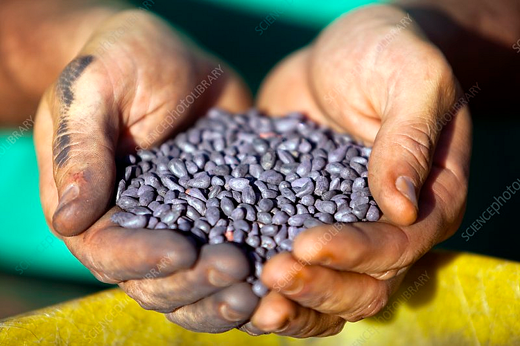 cotton seeds