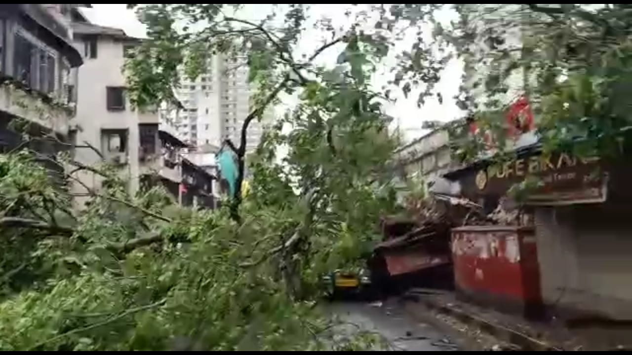 सीपी टँक माधवबाग येथे कोसळलेला वृक्ष.