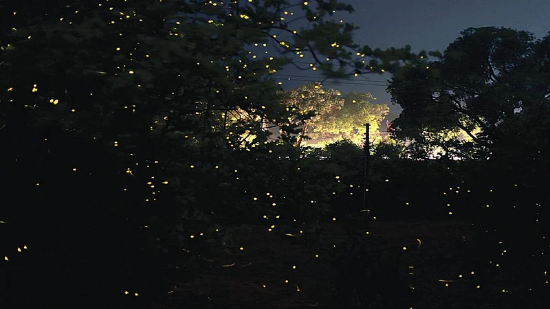 firefly festival