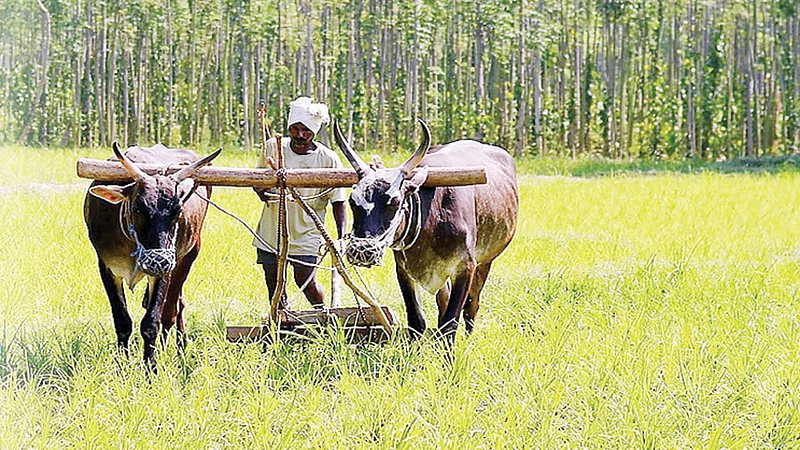 Agriculture