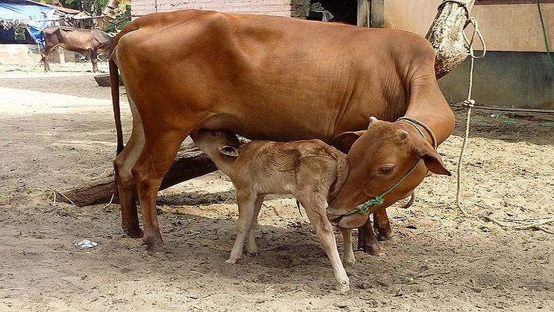cow