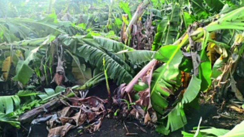 Storm blow banana farm