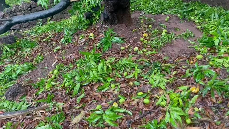 Tauktae Cyclone Effect : कोकणातील आंबा बागायतदारांचे कोट्यावधीचे नुकसान