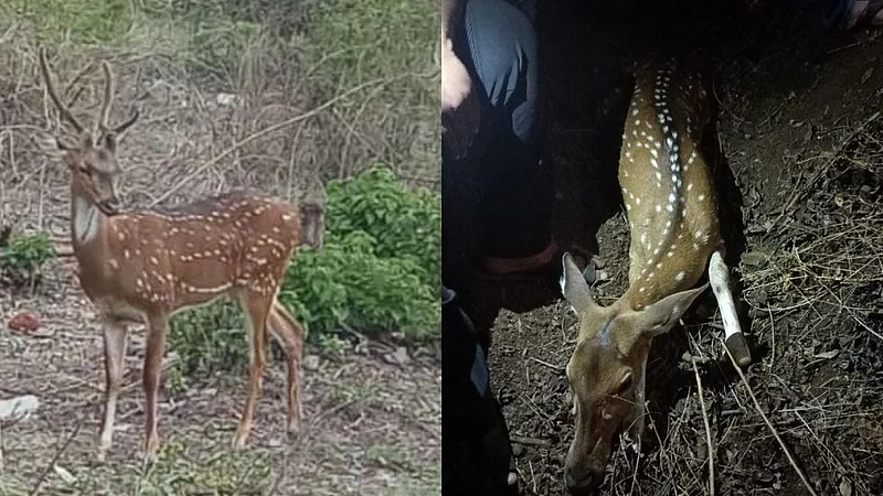 deer