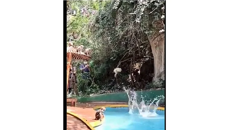 Monkeys Swimming