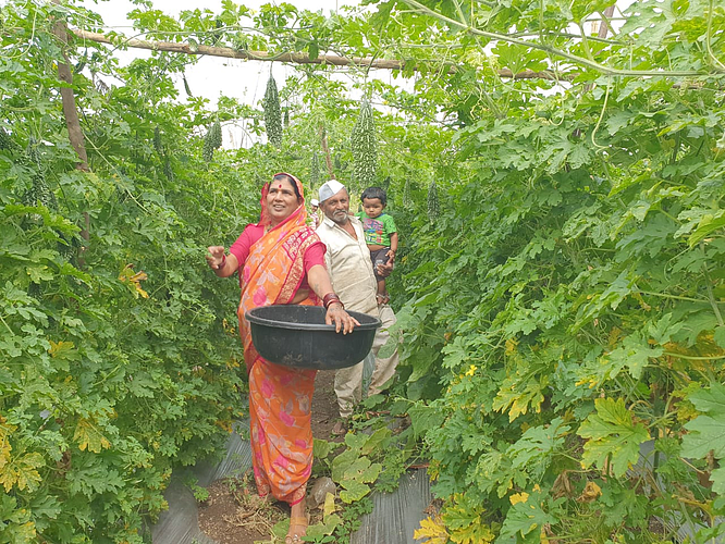 chandrakant thombare from Rohakal Khed earned income in 3 and half month in the bitter gourd worth Rs 2 lakh