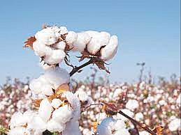 Cotton Rate