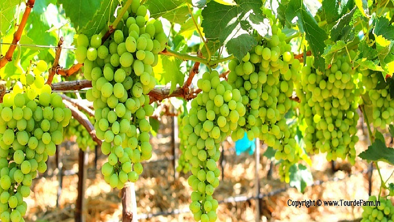 grapes