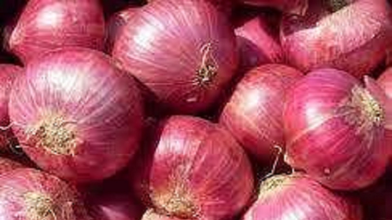 onion price latest marathi news