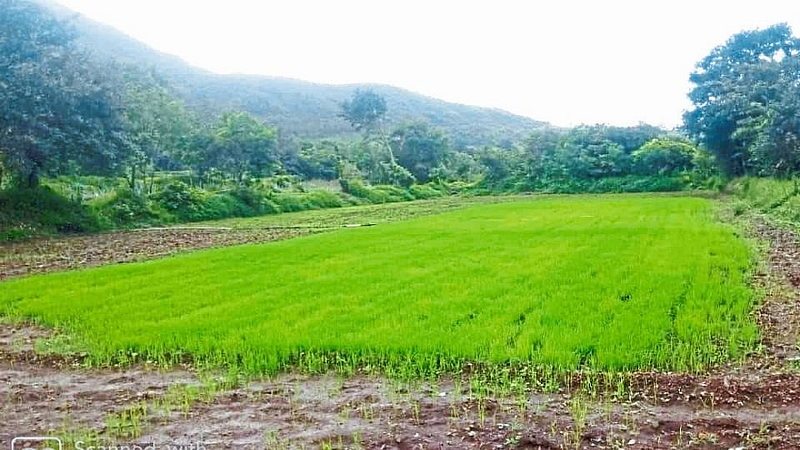 प्लास्टिक कंटेनरमध्ये केला भातरोपाचा प्रयोग; शेतकऱ्याची शक्कल