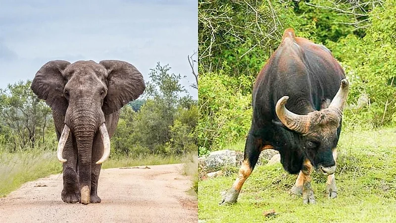 वन्यप्राण्यांच्या भीतीने 712 हेक्टर जमीन पडीक