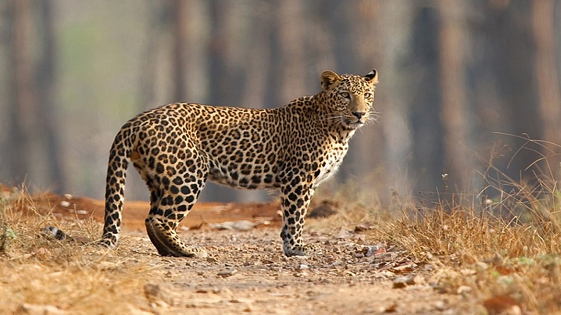 leopards