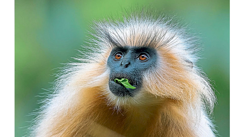 Gloden Monkey