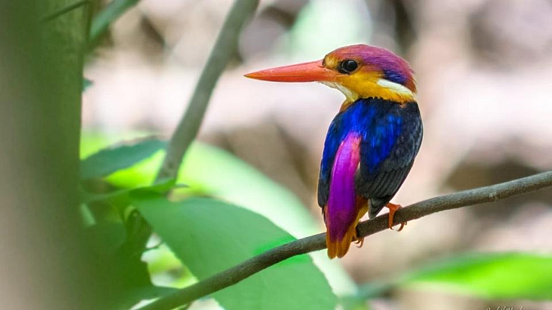 मान्सूनची वर्दी देणारे पर्जन्यदूत कोकणात दाखल