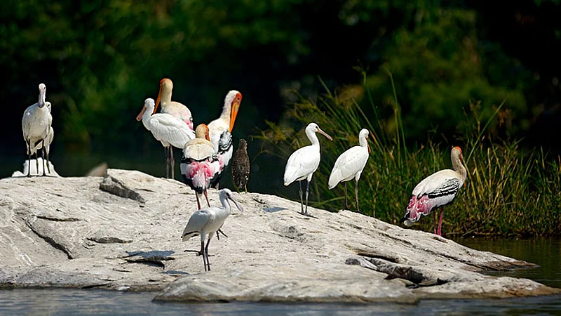 Ranganathittu Bird Sanctuary