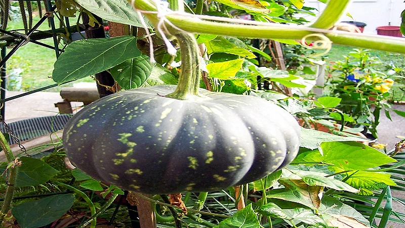 Income-of-lakhs-grape-grower
