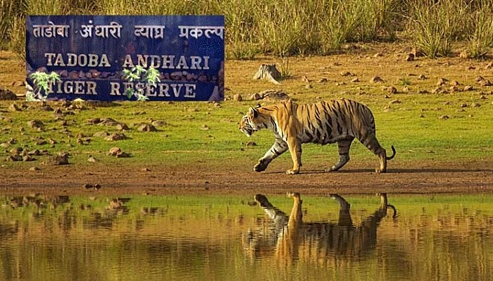 ताडोबा-अंधारी व्याघ्र प्रकल्प : हा व्याघ्र प्रकल्प विदर्भातील चंद्रपूर जिल्ह्यात आहे. याठिकाणी विदेशातील अनेक पर्यटक भेट देतात. तसेच अनेकांना वाघोबाचे दर्शन देखील होते. तुम्हाला ताडोबाला भेट द्यायची असेल तर नागपूरवरूनही ताडोबाला जाता येईल. नागपूरवरून ताडोबाला जाण्यासाठी जवळपास तीन तास लागतात.