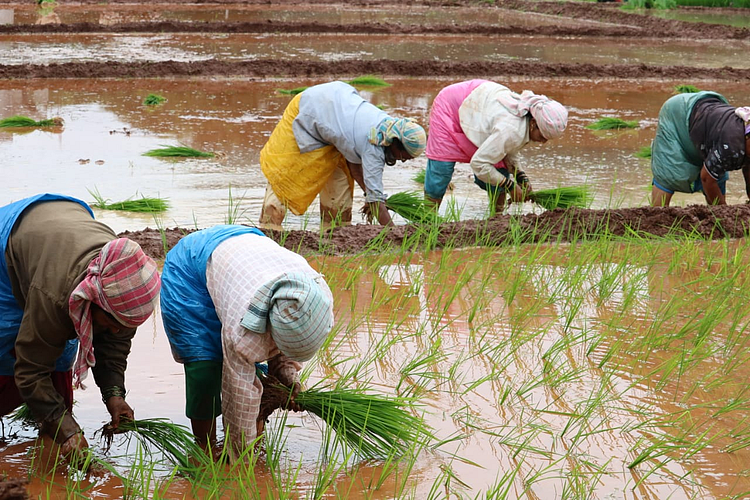 farmers