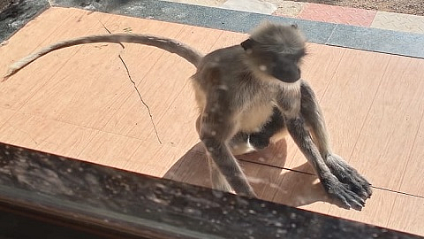 पिसाळलेले वानर