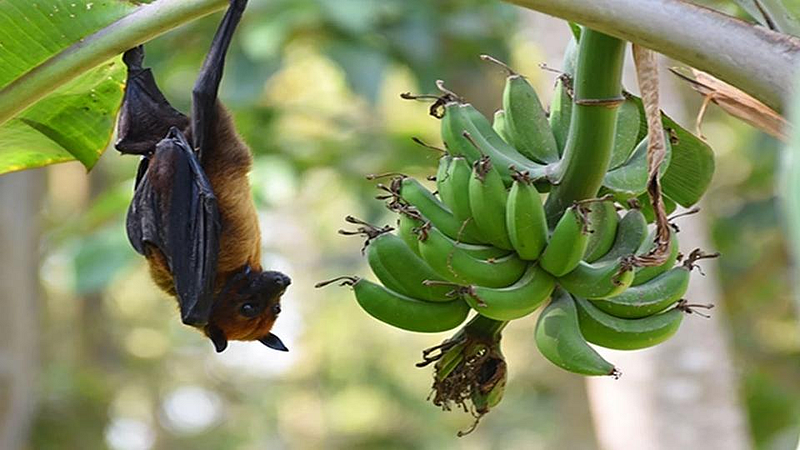 Nipah Virus